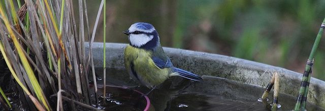 Mésange bleue au bain