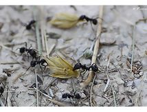 Ouvrières du genre Messor - Fourmis moissonneuses