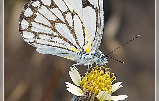Papillon Pioneer white, African caper white (Belenois aurota) version saison sèche - Victoria Falls - Zimbabwe