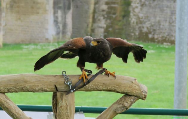 un rapace à Blaye (33)