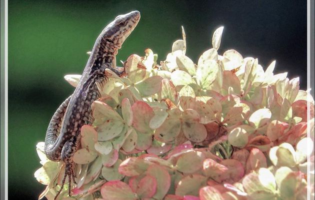 La fleur d'hortensia paniculé "vanille-fraise" et le Lézard des murailles en chasse (Podarcis muralis) - Lartigau - Milhas - 31