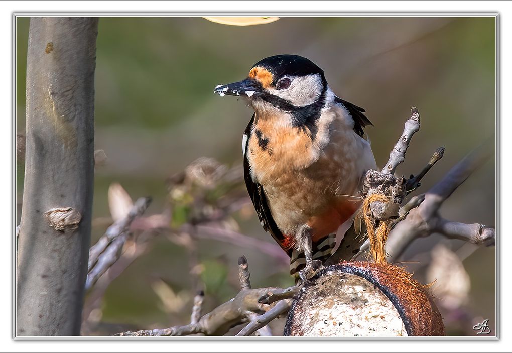04 - Oiseaux