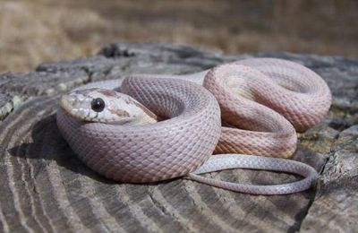 Anerythristic A Dilute stripe