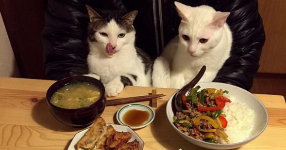 Chats miam-miam