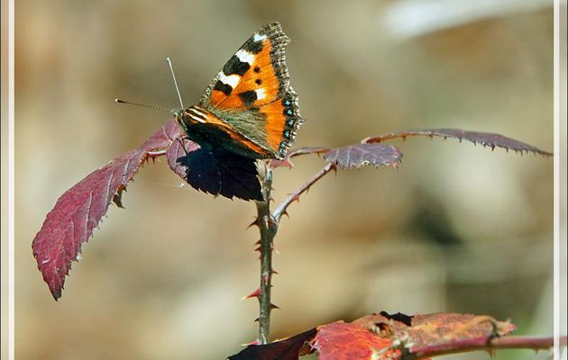 Papillon Petite tortue, Vanesse de l'ortie (Aglais urticae) recto et verso - Milhas - 31