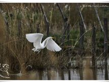 Grande Aigrette - Ardea alba