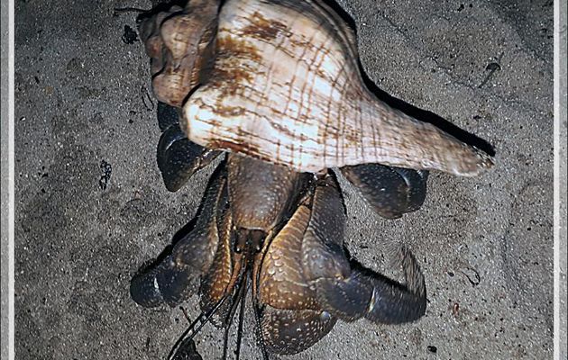 Bernard l'hermite terrestre, Indo hermit crab (Coenobita brevimanus) - Nosy Tsarabanjina - Archipel des Mitsio - Madagascar