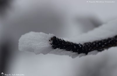 La neige au Mont-Aigoual