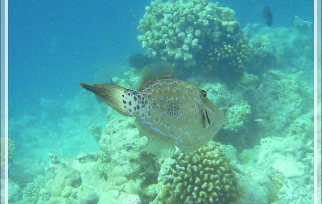  Snorkeling : Poisson lime gribouillé, Scrawled filefish, Scribbed leatherjacket (Aluterus scriptus) - Moofushi - Atoll d'Ari - Maldives