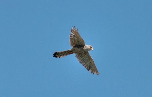 Faucon crécerelle (Falco tinnunculus) en vol dit "Saint-Esprit" - La Couarde - Ile de Ré - 17