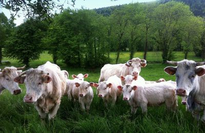 Le 19/05/2017: Un petit sentier