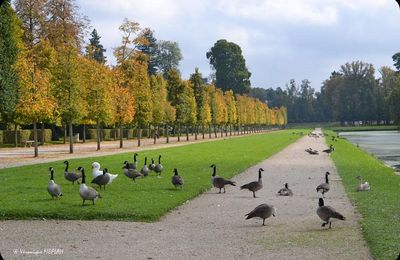 Rambouillet : Mes amies les oies