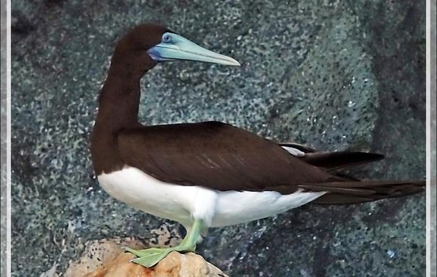 L'envol du Fou brun, Brown Booby (Sula leucogaster) - Nosy Tsarabanjina - Archipel Mitsio - Madagascar