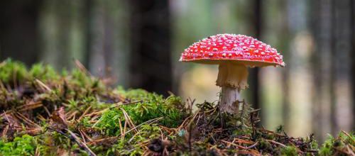 Photos pour la table des saisons/nature : automne