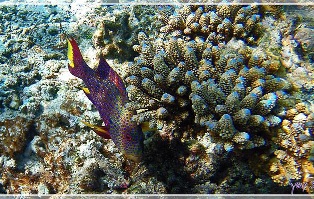 Mérou croissant de lune ou Loche-caméléon ou Croissant queue jaune, Yellow-edged lyretail (Variola louti) - Snorkeling à Thudufushi - Atoll d'Ari - Maldives