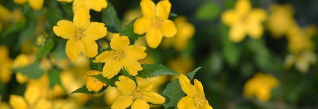 Parc floral de Paris : Corète du Japon, KERRIA japonica ‘GOLDEN GUINEA’