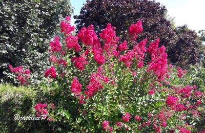 Notre lilas des Indes