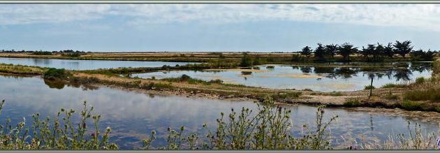 Vue panoramique sur les marais - Ars-en-Ré - Île de Ré - 17