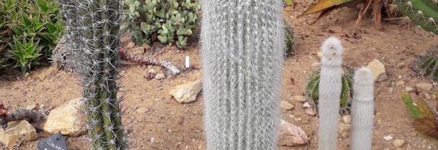   au jardin exotique Roscoff (2)