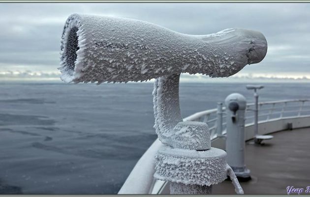 28/02/2022 : le matin, de bonne heure, alerte aux orques ! Une belle troupe d'Epaulards de la Mer de Ross (orques de type C), chasse au milieu des pancakes - Mer de Ross - Antarctique