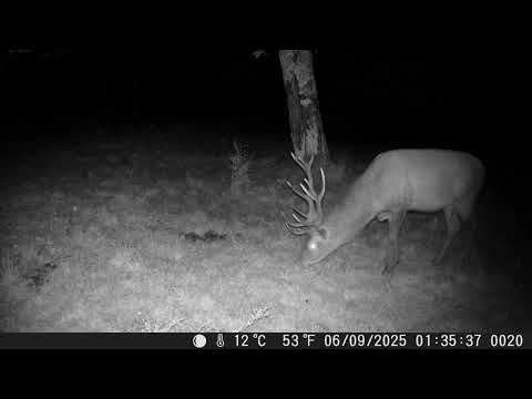 5 et 6 septembre 2025 - Caméra de nuit : passages de jeune sanglier, cerfs, biche et faon, renard - Lartigau - Milhas - 31