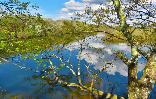 reflets au Teich
