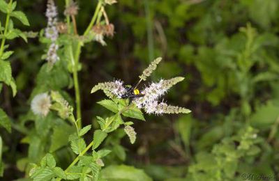 La scolie hirsute (Scolia hirta) 
