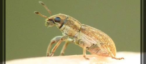 Sitona sp