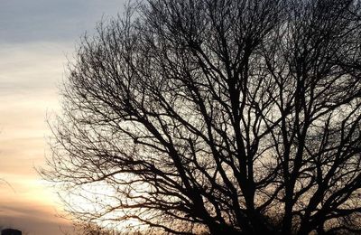 Le chêne, par une fin d'après midi de janvier...