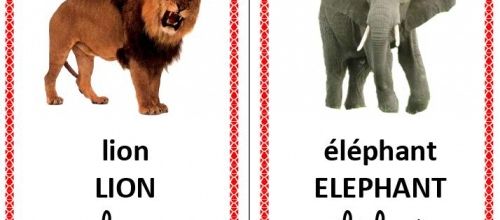 Imagier couleur des animaux du cirque