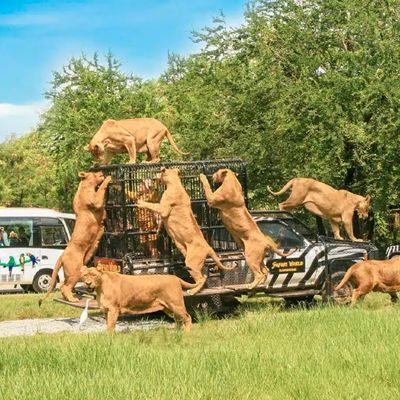 Histoires    animalières