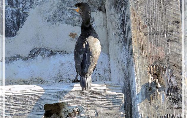 Cormoran du Cap, Cape Cormorant (Phalacrocorax capensis) - Cape Town - Afrique du Sud