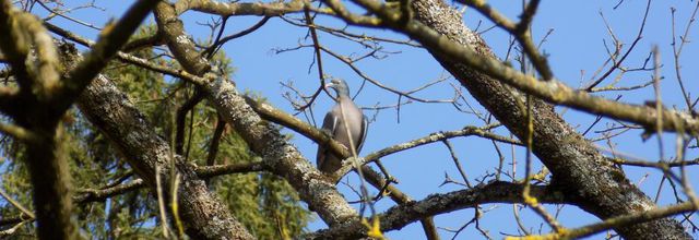 Pigeons ramier