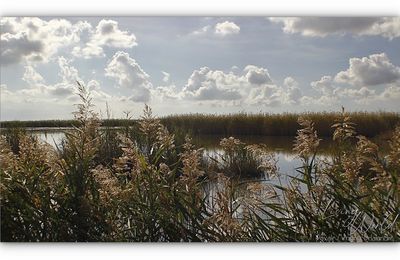 La Camargue Gardoise