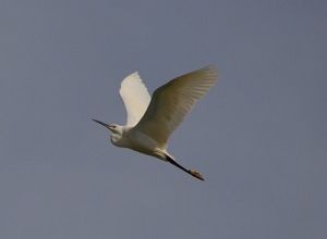 L'aigrette ... 