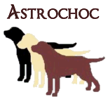 Le labrador V. Rossi