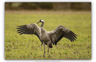 Les Grues cendrées...