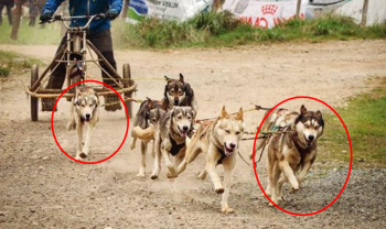 Réservez votre chiot husky chez Anthony B!