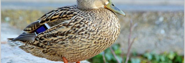 Canard Colvert (1) - Anas platyrhynchos / Femelle