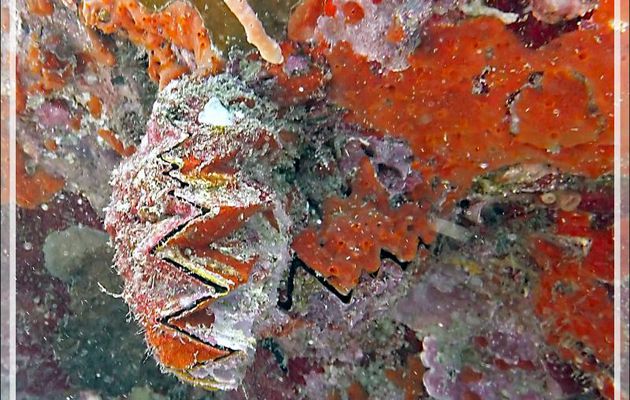 Huître zig-zag ou crête de coq, Zig-zag clam, Cock's comb oyster (Lopha cristagalli) - Betaniazo - Tsarabanjina - Mitsio - Madagascar