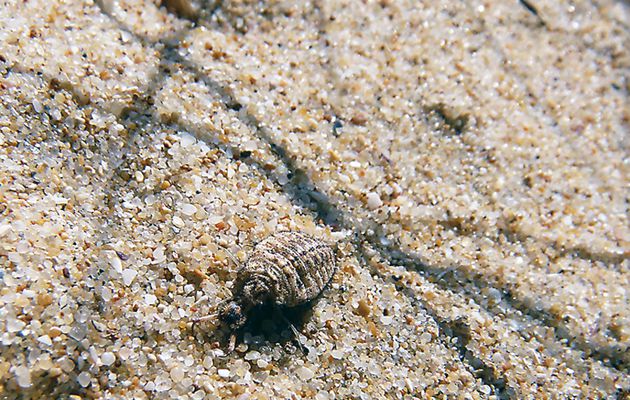 Le fourmilion en larve et adulte (Euroleon nostras) - La Couarde - Ile de Ré - 17