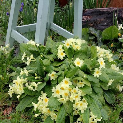 Douceurs printannières au jardin