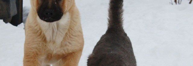 Des animaux thérapeutes