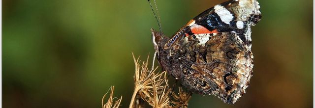Vulcain (3) - Vanessa atalanta