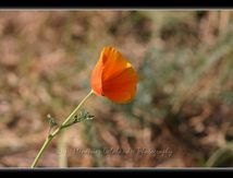Pavots californiens (Eschscholzia californica Cham.)