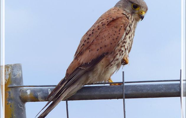 Faucon crécerelle juvénile, Young common kestrel (Falco tinnunculus) - Les Portes-en-Ré - Île de Ré - 17