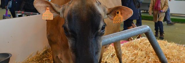 Salon International de l'Agriculture : La Jersiaise