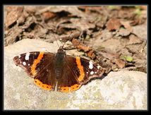 Vulcain (Vanessa atalanta Linnaeus) - Nymphalidae