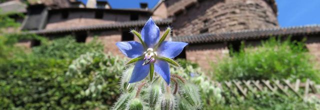 fleurs de bourrache 