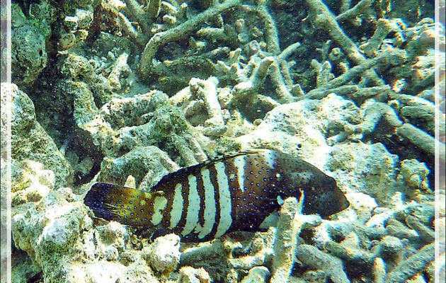 Mérou paon ou céleste, Vieille cuisinière, Bluespotted grouper (Cephalopholis argus) - Moofushi - Atoll d'Ari - Maldives